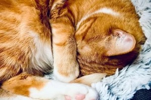 Сон в ночь с 3 на 4 февраля 2023 года: толкование по лунному календарю