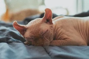 Сон в ночь с 24 на 25 октября 2022 года: толкование по лунному календарю