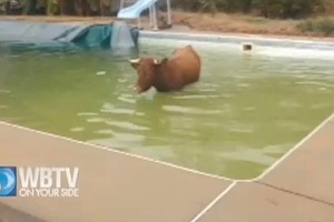 Внезапно: 300-килограммовая корова забралась в бассейн американца