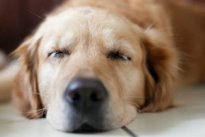 Сон в ночь с 26 на 27 февраля 2023 года: толкование по лунному календарю