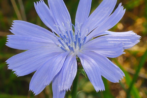 Польза и вред модного напитка - растворимого цикория