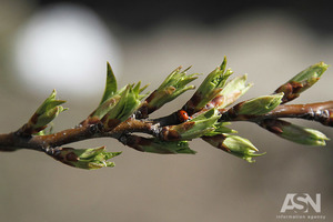 Народные приметы на 30 апреля - Зосим Пасека, Зосим Пчеловод