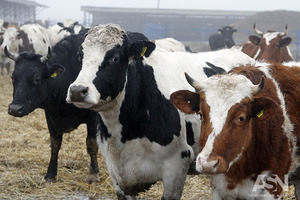 За счет запрещенного молока второго сорта в Украине выживало 8 миллионов крестьян