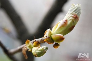 Народные приметы на 1 мая: День святого Кузьмы