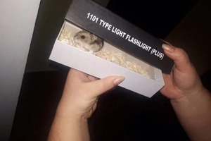 Маленький хомяк поставил на уши многоэтажку в Одессе