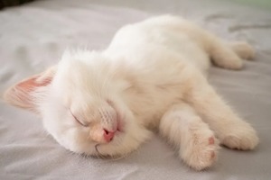 Сон в ночь с 3 на 4 января 2023 года: толкование по лунному календарю