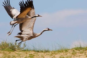 Побачиш журавля - лягай на траву. Народні прикмети 17 квітня