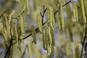 Народні прикмети на 4 квітня 2024 року. Яке церковне свято святкують в Україні