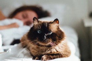 Сон в ночь с 10 на 11 ноября 2022 года: толкование по лунному календарю