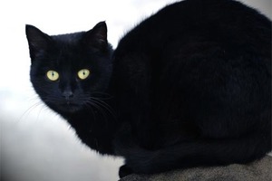 Приметы и суеверия о кошках