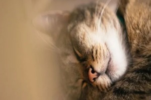 Сон в ночь с 26 на 27 января 2023 года: толкование по лунному календарю