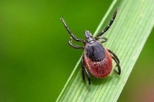 Медики рассказали, как на природе не заразиться клещами и паразитами