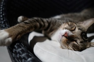 Сон в ночь с 28 февраля на 1 марта 2023 года: толкование по лунному календарю