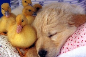 Сон в ночь с 24 на 25 декабря 2022 года: толкование по лунному календарю