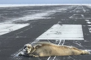 Огромный тюлень заблокировал взлетную полосу на Аляске