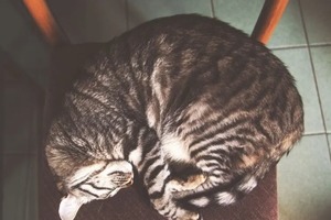 Сон у ніч з 12 на 13 січня 2023 року: тлумачення за місячним календарем