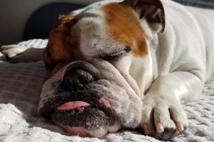 Сон в ночь с 21 на 22 декабря 2022 года: толкование по лунному календарю