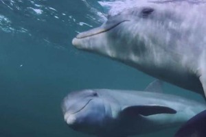 Ученые уличили дельфинов в наркомании