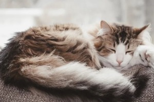 Сон в ночь с 21 на 22 ноября 2022 года: толкование по лунному календарю