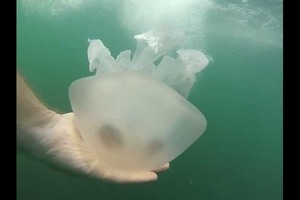 Азовское море наводнили крупные медузы