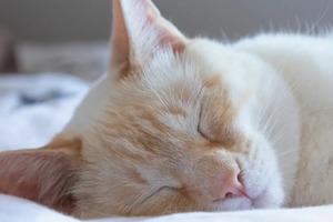 Сон в ночь с 12 на 13 февраля 2023 года: толкование по лунному календарю