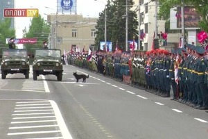 Соцмережі: У Донецьку вбили собаку, який зіпсував «парад» на 9 травня
