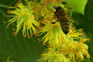 Чем так полезен липовый мед