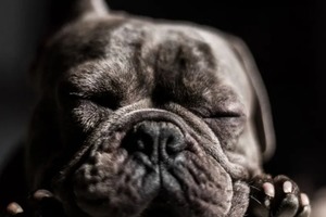 Сон в ночь с 17 на 18 февраля 2023 года: толкование по лунному календарю