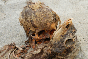 Массовые жертвоприношения в Перу: у детей вырывали сердца