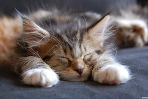 Сон в ночь с 16 на 17 февраля 2023 года: толкование по лунному календарю