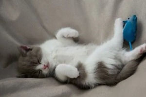 Сон в ночь с 17 на 18 января 2023 года: толкование по лунному календарю