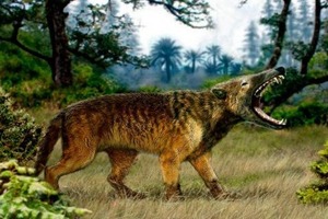 Виявленого в Африці невідомого раніше хижака назвали пакакалі