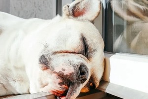 Сон у ніч з 8 на 9 січня 2023 року: тлумачення за місячним календарем