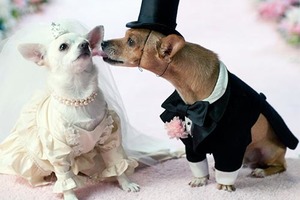 Свадебные приметы: стоит ли им доверять?