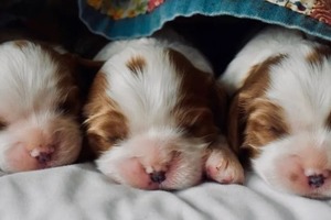 Сон у ніч з 13 на 14 січня 2023 року: тлумачення за місячним календарем