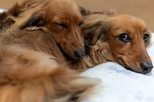 Сон в ночь со 2 на 3 февраля 2023 года: толкование по лунному календарю