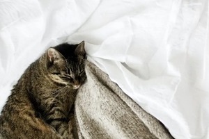 Сон в ночь с 20 на 21 января 2023 года: толкование по лунному календарю