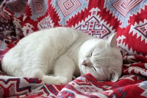 Сон в ночь с 9 на 10 декабря 2022 года: толкование по лунному календарю