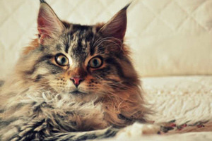 Кошки — фамильяры 21 века: как домашние любимцы спасают нас от бед