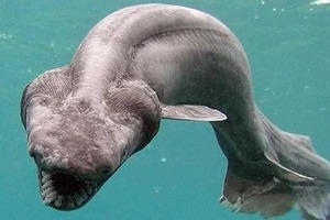 Жуткую древнюю акулу нашли в море Португалии