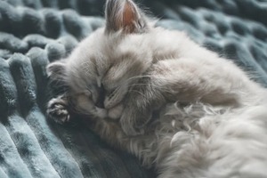 Сон в ночь с 19 на 20 февраля 2023 года: толкование по лунному календарю