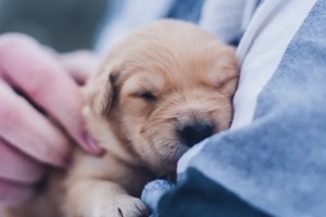 Сон в ночь с 19 на 20 октября 2022 года: толкование по лунному календарю