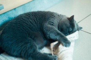 Сон в ночь с 30 на 31 октября 2022 года: толкование по лунному календарю