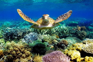 Австралійський Великий бар'єрний риф коштує мільярди, але безповоротно гине