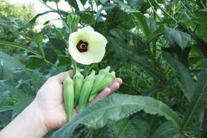 Украинские аграрии начали выращивать удивительно полезный овощ из Индии