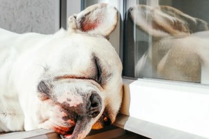 Сон в ночь с 13 на 14 ноября 2022 года: толкование по лунному календарю