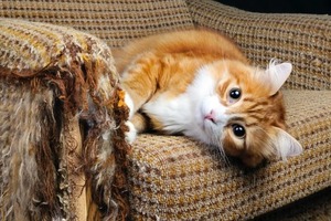Дослідження показало, що кішки псують меблі «від великого кохання» до господаря