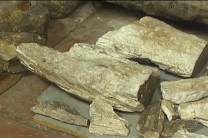 Останки мамонта виявили під Запоріжжям