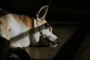 Сон в ночь с 29 на 30 октября 2022 года: толкование по лунному календарю