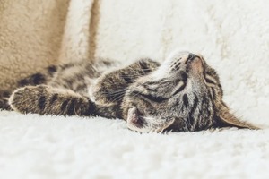 Сон в ночь с 6 на 7 ноября 2022 года: толкование по лунному календарю